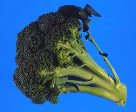 ºê·ÎÄݸ®ÀÇ ÀÛÀº ÀÙÀº Àüü ±¸Á¶¿Í µ¿ÀÏÇÏ´Ù.